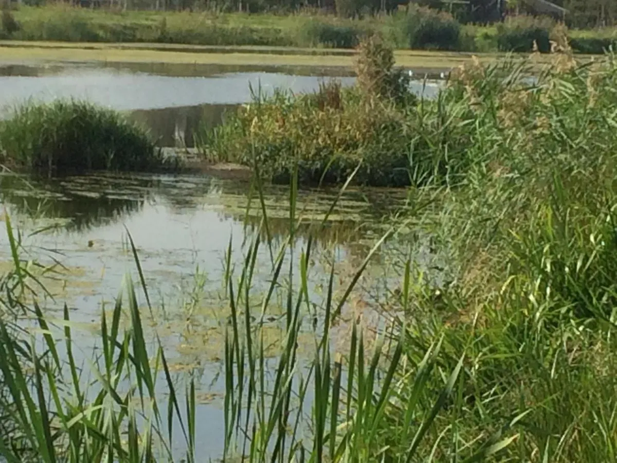 Hoeve Cornelia Berkel en Rodenrijs Bed & Breakfast
